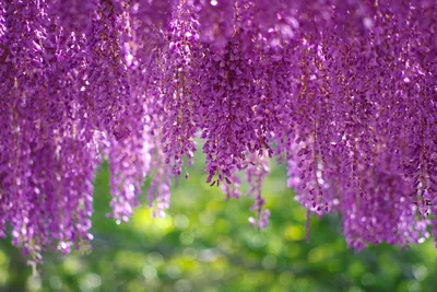 Vibrant Display Pink Purple Wisteria Nature Wallpaper 4K 3072x2048 A, Vibrant, Display, Of, Pink, And, Purple, Wisteria, Flowers, Blossoms, Set, Against, Gray, Brown, Landscape, QHD