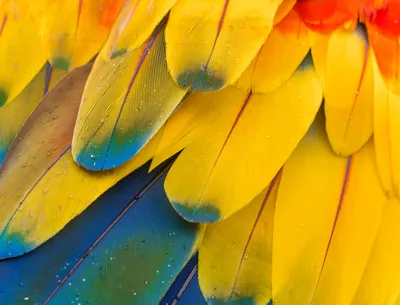 Dark Photography Wallpaper Abstract Wallpaper 4K 3268x2490 Photography, Feather, Hd, Desktop, Wallpaper, Background, Image, Yellow, Purple, Landscape, QHD
