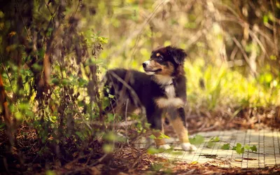 Calm Animal Wallpaper Animals Wallpaper 4K 1920x1200 Hd, Pc, Desktop, Wallpaper, And, Background, Of, An, Animal, Black-and-tan, Dog, Standing, Gray, Orange, Ultrawide, Full HD