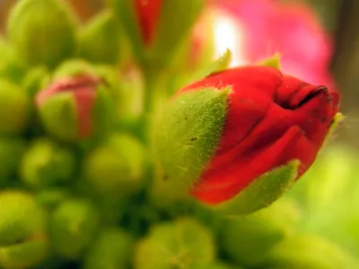 Bright Close Wallpaper Nature Wallpaper 4K 4608x3456 A, Close-up, Of, Vibrant, Poppy, Bud, Surrounded, Lush, Green, Foliage, Capturing, Beauty, Brown, Landscape, 4k