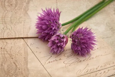 Vibrant Bouquet Purple Flowers Rests Nature Wallpaper 4K 2040x1360 A, Vibrant, Bouquet, Of, Purple, Flowers, Rests, On, Textured, Vintage, Creating, Beautiful, White, Gray, Landscape, Full HD