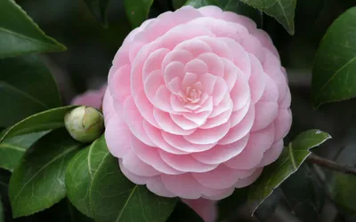 Dreamy Close Wallpaper Nature Wallpaper 4K 2880x1800 A, Close-up, Of, Delicate, Pink, Camellia, Flower, Surrounded, Vibrant, Green, Leaves, Showcasing, White, Gray, Ultrawide, QHD