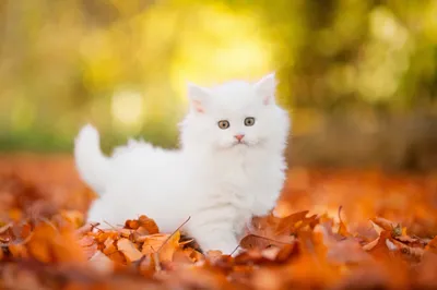 Baby Animal Kitten Animals Wallpaper 4K 4096x2730 Baby, Animal, Kitten, Persian, Cat, Hd, Desktop, White, Ultrawide, 4k