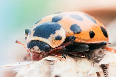 Animal Ladybug Animals Animals Wallpaper 4K 3500x2334 Animal, Ladybug, Hd, Desktop, Wallpaper, Background, Image, White, Landscape, QHD