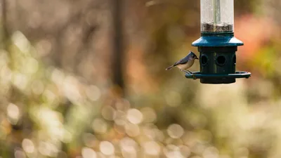 Vibrant Animal Wallpaper Animals Wallpaper 4K 1920x1080 Animal, Bird, Hd, Desktop, Wallpaper, Background, Image, Brown, Gray, Ultrawide, Full HD