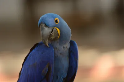 Moody Vibrant Wallpaper Animals Wallpaper 4K 2048x1363 A, Vibrant, Hyacinth, Macaw, With, Striking, Blue, Feathers, Bright, Yellow, Eye, Highlights, Gray, Ultrawide, Full HD