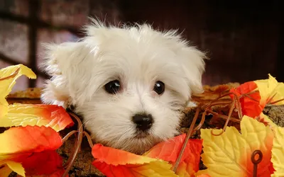 Calm Close Wallpaper Abstract Wallpaper 4K 1920x1200 A, Close-up, Of, Fluffy, White, Puppy, Peeking, Through, Colorful, Autumn, Leaves, Set, Gray, Ultrawide, Full HD