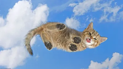 Misty Cute Wallpaper Nature Wallpaper 4K 1920x1080 Hd, Pc, Desktop, Wallpaper, Featuring, A, Cute, Kitten, Playfully, Floating, Against, Bright, Gray, Pink, Ultrawide, Full HD