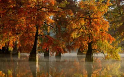 Vibrant Fall Trees Reflected Calm Nature Wallpaper 4K 2236x1400 Hd, Desktop, Wallpaper, Featuring, Vibrant, Fall, Trees, Reflected, Calm, Water, Showcasing, Beauty, Brown, Ultrawide, Full HD