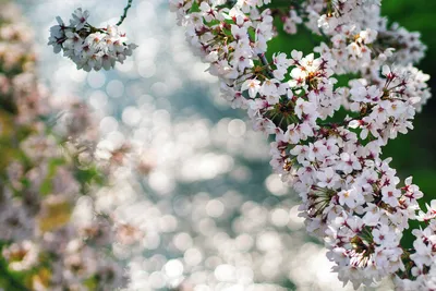 Vivid Delicate Wallpaper Nature Wallpaper 4K 1920x1280 Hd, Desktop, Wallpaper, Showcasing, Delicate, White, And, Pink, Blossoms, Against, Softly, Blurred, Landscape, Full HD