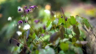 Nature Delicate Purple Nature Wallpaper 4K 2560x1440 Hd, Nature, Wallpaper, Featuring, Delicate, Purple, Flowers, With, Green, Leaves, Softly, Blurred, White, Brown, Gray, Ultrawide, QHD