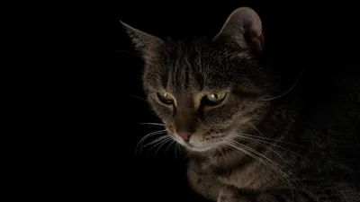 Dark Tabby Cat Animal Black/Dark Wallpaper 4K 2240x1260 Dark, Hd, Pc, Desktop, Wallpaper/background:, Showing, A, Tabby, Cat, Animal, Emerging, Black, Brown, Gray, Ultrawide, Full HD