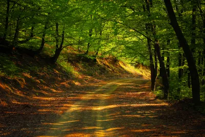 Spring Forest Nature Nature Wallpaper 4K 3648x2432 Road, In, Spring, Forest, Brown, Landscape, QHD
