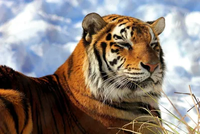 Close Majestic Tiger Relaxing Animals Wallpaper 4K 2250x1500 A, Close-up, Of, Majestic, Tiger, Relaxing, Against, Snowy, Backdrop, Showcasing, Striking, Orange, White, Gray, Landscape, Full HD