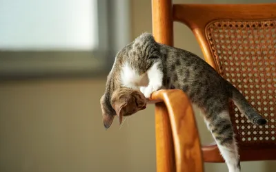 Epic Playful Wallpaper Animals Wallpaper 4K 1920x1200 A, Playful, Cat, Leans, Over, The, Edge, Of, Wooden, Chair, Capturing, Moment, Brown, Gray, Ultrawide, Full HD