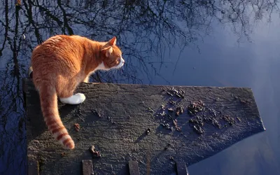 Serene Orange Cat Perched Animals Wallpaper 4K 1920x1200 A, Serene, Hd, Wallpaper, Featuring, An, Orange, Cat, Perched, Wooden, Ledge, Gazing, Brown, Ultrawide, Full HD