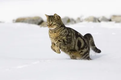 Bold Playful Wallpaper Nature Wallpaper 4K 5203x3469 A, Playful, Cat, Leaps, Through, Fresh, Snow, Showcasing, Striped, Fur, Winter, Landscape, White, 4k