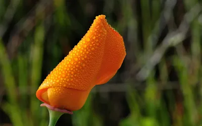 Dreamy Close Wallpaper Nature Wallpaper 4K 1920x1200 Close-up, Of, An, Orange, Flower, Bud, Covered, With, Water, Droplets, Against, Blurred, Brown, Red, Ultrawide, Full HD