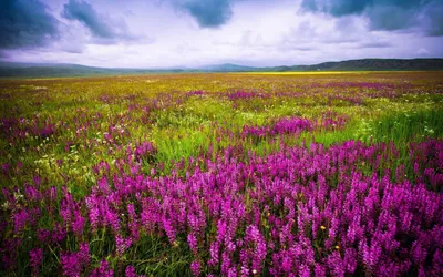 Vibrant Field Purple Wildflowers Nature Wallpaper 4K 1920x1200 Hd, Pc, Desktop, Wallpaper, Showing, A, Vibrant, Field, Purple, Wildflowers, Under, Moody, White, Ultrawide, Full HD