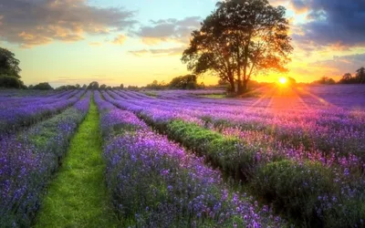 Golden Serene Wallpaper Nature Wallpaper 4K 2560x1600 A, Serene, Nature, Hd, Desktop, Wallpaper, Featuring, Vibrant, Purple, Flowers, Field, Sunbeams, White, Ultrawide, QHD