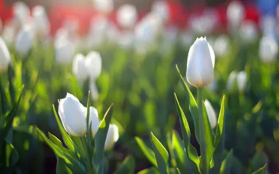 Bright Vibrant Wallpaper Abstract Wallpaper 4K 1920x1200 Hd, Desktop, Wallpaper, Featuring, A, Vibrant, Field, Of, White, Tulips, Bathed, Soft, Gray, Ultrawide, Full HD