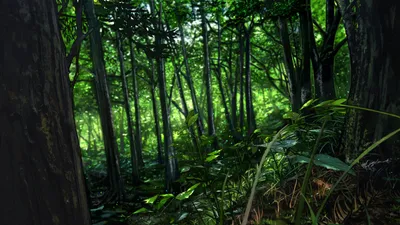 Golden Anime Wallpaper Nature Wallpaper 4K 1920x1080 Anime-style, Forest, Scene, In, Hd, Showcasing, Lush, Green, Foliage, Tall, Trees, Creating, Brown, Ultrawide, Full HD