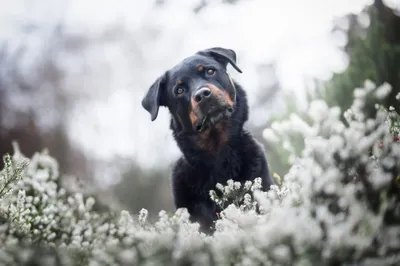 Bold Dog Wallpaper Wallpaper 4K, Animals category