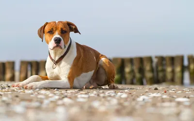 Epic Animal Wallpaper Animals Wallpaper 4K 1920x1200 Hd, Pc, Desktop, Wallpaper, An, Animal, Dog, Brown-and-white, Lying, Pebble, Beach, White, Ultrawide, Full HD