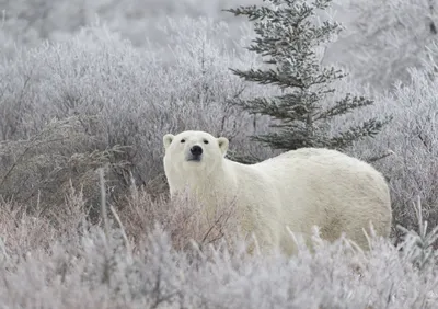 Dark Animal Wallpaper Animals Wallpaper 4K 2000x1412 Animal, Polar, Bear, Hd, Desktop, Wallpaper, Background, Gray, Landscape, Full HD