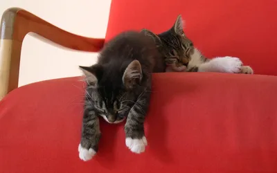 Two Adorable Kittens Rest Vibrant Abstract Wallpaper 4K 1920x1200 Two, Adorable, Kittens, Rest, On, A, Vibrant, Red, Chair, One, Stretching, Out, White, Ultrawide, Full HD