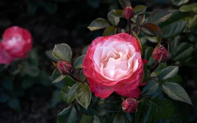 Vibrant Rose Full Bloom Surrounded Nature Wallpaper 4K 2560x1600 A, Vibrant, Rose, In, Full, Bloom, Surrounded, By, Lush, Green, Leaves, Budding, Pink, Red, White, Ultrawide, QHD