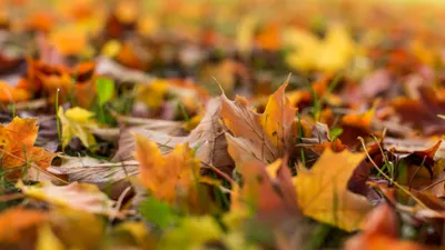 Close Colorful Fallen Nature Wallpaper 4K 3840x2160 Close-up, Of, Colorful, Fallen, Autumn, Leaves, On, The, Ground, Captured, Ultra, Showcasing, Purple, Orange, Ultrawide, 4k