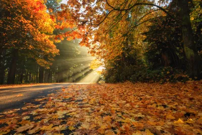 Sunbeams Filter Autumn Leaves Nature Wallpaper 4K 1920x1280 Sunbeams, Filter, Through, Autumn, Leaves, Over, A, Forest, Road, Blanketed, Fallen, Foliage, Brown, Landscape, Full HD