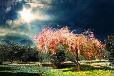 Vibrant Spring Blooming Nature Wallpaper 4K 3900x2598 A, Vibrant, Spring, Scene, With, Blooming, Pink, Tree, Under, Bright, Sun, Dramatic, White, Gray, Ultrawide, 4k