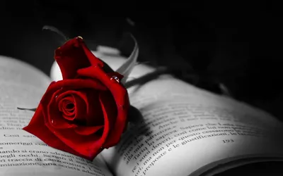 Quad Vivid Red Rose Wallpaper 4K, Abstract category