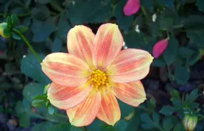 Epic Nature Wallpaper Nature Wallpaper 4K 1920x1238 Nature, Dahlia, Hd, Desktop, Wallpaper, Background, Image, White, Pink, Ultrawide, Full HD