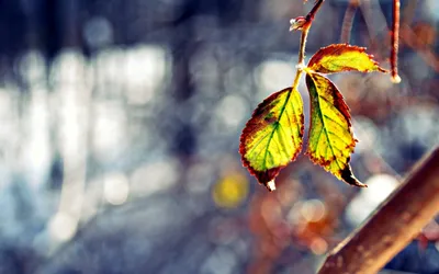 Vivid Nature Wallpaper Nature Wallpaper 4K 2560x1600 Nature, Leaf, Hd, Desktop, Wallpaper, Background, Image, White, Gray, Ultrawide, QHD