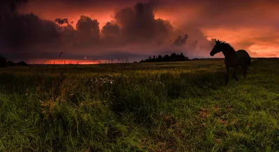 Epic Silhouette Wallpaper Nature Wallpaper 4K 3500x1913 Silhouette, Of, A, Horse, Against, Dramatic, Sunset, Cloud-filled, Sky, Set, Lush, Green, Brown, Ultrawide, QHD