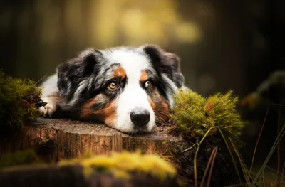 Australian Shepherd Dog Resting Animals Wallpaper 4K 2048x1350 Hd, Desktop, Wallpaper, Of, An, Australian, Shepherd, Dog, Resting, Head, Tree, Stump, White, Purple, Ultrawide, Full HD