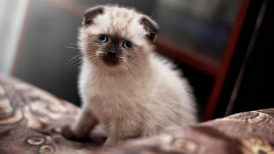 Vivid Charming Wallpaper Abstract Wallpaper 4K 3840x2160 A, Charming, Kitten, With, Striking, Blue, Eyes, Sits, Patterned, Surface, Showcasing, Adorable, Gray, Ultrawide, 4k