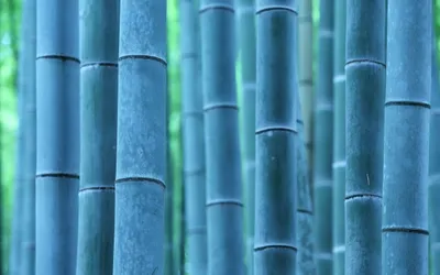 Vivid Serene Wallpaper Nature Wallpaper 4K 2560x1600 A, Serene, View, Of, Tall, Bamboo, Stalks, Creates, Tranquil, Atmosphere, Making, Captivating, Brown, Gray, Ultrawide, QHD