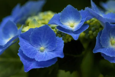 Misty Close Wallpaper Nature Wallpaper 4K 2048x1363 Close-up, Of, Vibrant, Blue, Hydrangea, Flowers, Against, A, Dark, Green, Backdrop, Showcasing, Brown, Ultrawide, Full HD