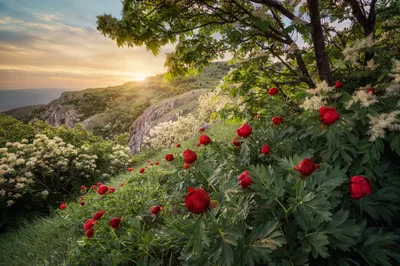 Epic Vibrant Wallpaper Nature Wallpaper 4K 2048x1363 A, Vibrant, Spring, Scene, In, Bulgarian, Forest, Featuring, Blooming, Red, Peonies, Under, Gray, Ultrawide, Full HD