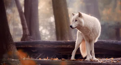 White Wolf Standing Fallen Log Animals Wallpaper 4K 2048x1102 White, Wolf, Standing, On, A, Fallen, Log, In, Softly, Blurred, Forest, Animal, Gray, Ultrawide, Full HD
