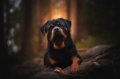 Moody Proud Wallpaper Animals Wallpaper 4K 2048x1365 Proud, Rottweiler, Dog, Framed, By, Shallow, Depth, Of, Field, Warm, Forest, Bokeh, Black, Brown, Ultrawide, Full HD