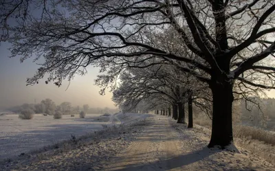 Sleek Snow Wallpaper Nature Wallpaper 4K 2048x1276 Hd, Desktop, Wallpaper, Of, A, Snow-covered, Dirt, Road, Flanked, Snow-dusted, Trees, Under, Gray, Ultrawide, Full HD