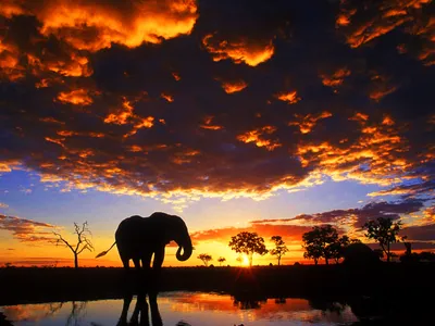 Epic Majestic Wallpaper Nature Wallpaper 4K 1600x1200 A, Majestic, African, Bush, Elephant, Stands, Silhouetted, Against, Vibrant, Sunset, Dramatic, Clouds, Red, Brown, Landscape