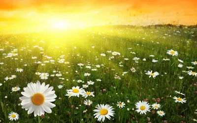 Vibrant Field Blooming Daisies Bathed Nature Wallpaper 4K 1920x1200 A, Vibrant, Hd, Wallpaper, Featuring, Field, Of, Blooming, Daisies, Bathed, Warm, Sunlight, White, Ultrawide, Full HD