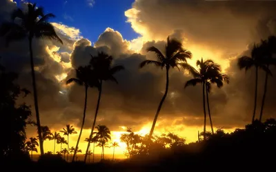 Nature Silhouetted Palm Trees Nature Wallpaper 4K 1920x1200 A, Stunning, Hd, Desktop, Wallpaper, Featuring, Nature, Scene, Silhouetted, Palm, Trees, Against, Brown, Red, Ultrawide, Full HD