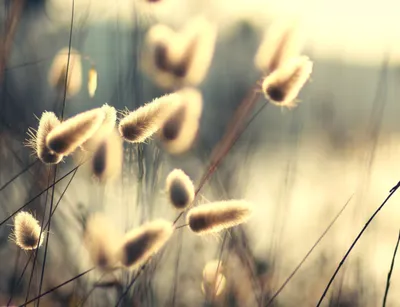 Soft Focus Close Nature Wallpaper 4K 2402x1841 Hd, Desktop, Wallpaper, Featuring, Soft-focus, Close-up, Of, Fluffy, Grass, Seed, Heads, Bathed, White, Landscape, Full HD